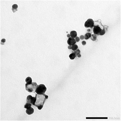 Novel Biogenic Silver Nanoparticle-Induced Reactive Oxygen Species Inhibit the Biofilm Formation and Virulence Activities of Methicillin-Resistant Staphylococcus aureus (MRSA) Strain